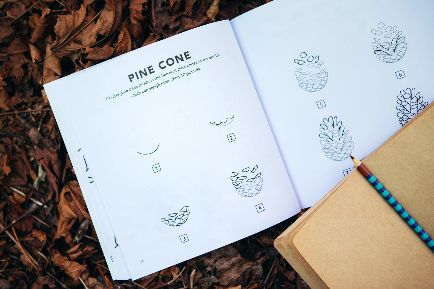 how to draw: fall things